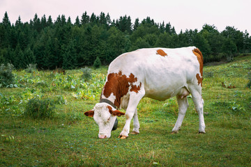 Fototapeta na wymiar White and brown dairy cow grazing on a mountain pasture