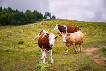 Fototapeta na wymiar Free alpine cows grazing in the green mountain meadow