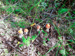  four flyman mushrooms in the grass