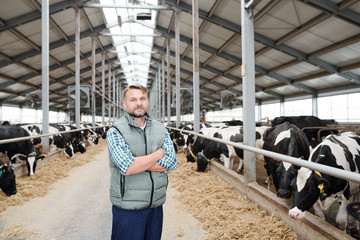 Successful farmer standing in the middle of long aisle inside milk cow farm