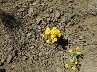 yellow flowers 