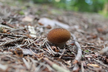 Common Puffball (Lycoperdon perlatum)