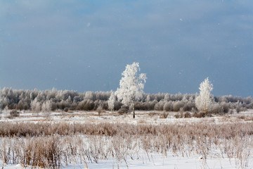 birch in the field near the forest