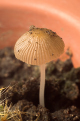 mushroom