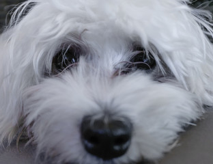 Adorable maltese puppy dog looking you directly at the eyes