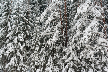 snowy spruce branches