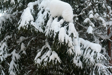 snowy spruce branches