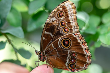 Closeup beautiful butterfly in a summer garden