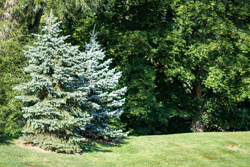 Full sized pine trees offset on a birm
