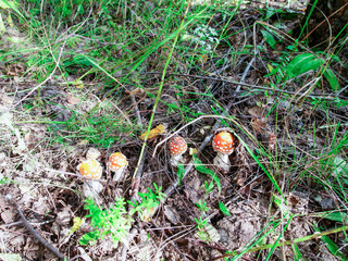  four flyman mushrooms in the grass 4