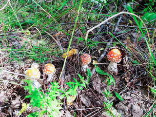 four flyman mushrooms in the grass 5