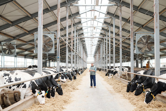 Two long rows of milk cows eating fresh hay and male worker of farmhouse
