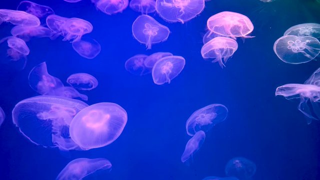 4K. group of transparent jellyfish swimming in Aquarium pool. junderwater footage with glowing medusa slow moving in the water. marine life, sea background. changing backlight color. soft focus. 