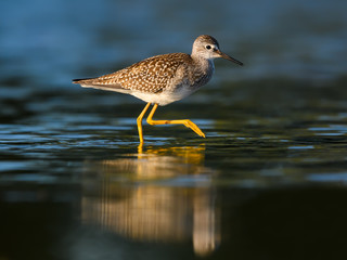Lesser Yellowlegs with Reflection Foraging on Dark Green Background