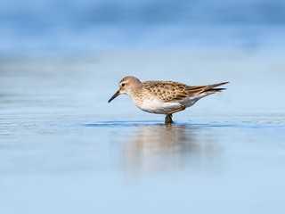 White-rumped Sandpiper with Reflection Foraging on Pond