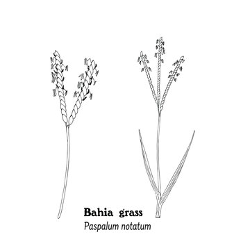 Vector illustration of plant of  Bahia grass, Paspalum notatum.
