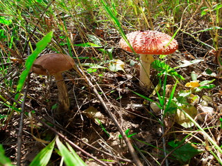 poisonous and edible mushroom