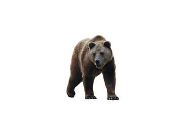 Fototapeta premium Brown bear (Ursus arctos) isolated on white background