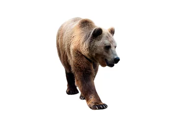 Foto auf Glas Brown bear (Ursus arctos) isolated on white background © lastfurianec