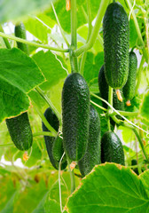 Cucumber plant. Fresh Organic Cucumbers.