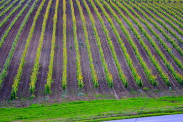 View over the vineyards of Recas, Banat. View of the hills on which the vineyard