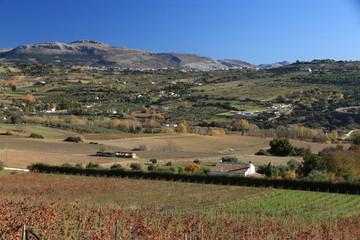 Wineyard in Andalusia, Spain