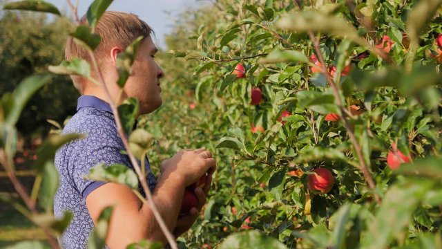 Gardener man hands pluck ripe apples from tree in garden in the begining of autumn