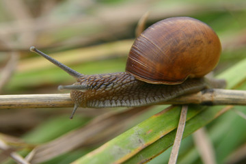 Helix pomatia