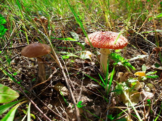 poisonous and edible mushroom, fly agaric and boletus in the grass in the forest 3