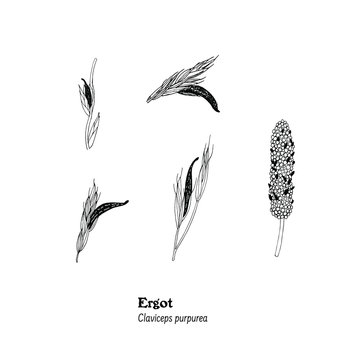 Vector illustration of plants with Ergot, Claviceps pupurea, plant disease.