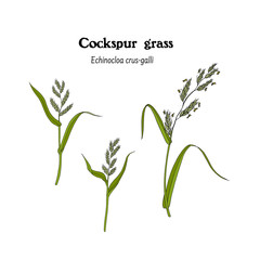 Hand drawn illustration of plant Cock spur grass, Echinocloa crus galli.