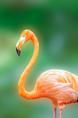 Obraz premium Flamingo outdoor shot in any zoo at Nakhon Ratchasima Thailand.