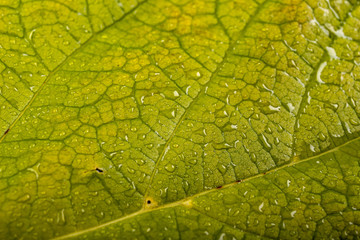 Rain drops on a green leaf. Wet tree leaves.
