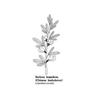 Vector illustration of plant of  Sericea lespedeza, chinese bushclover, Lespedeza cuneata.
