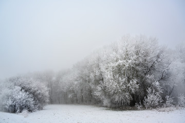 frozen bare trees with hoar frost on a forest clearing, gray landscape on a cold foggy winter day, copy space