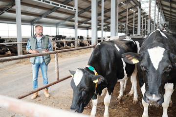 Confident worker of large dairy farm with touchpad standing by cowshed