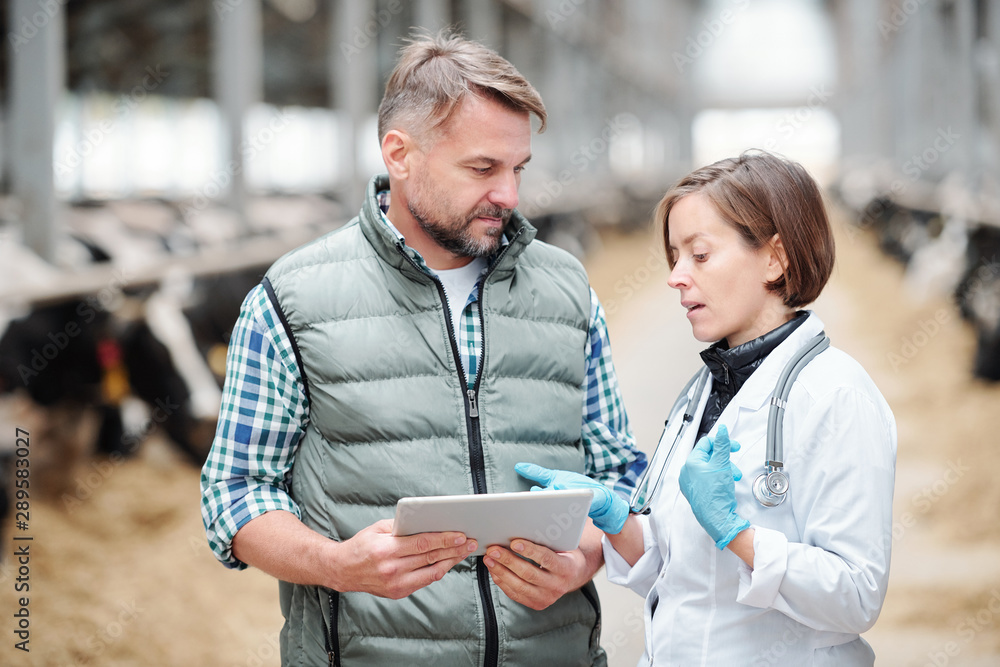 Poster young veterinarian showing or explaining online data to worker of farmhouse
