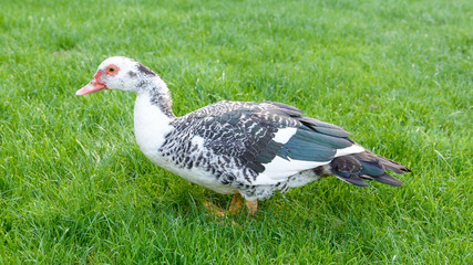wild muscovy duck on grass