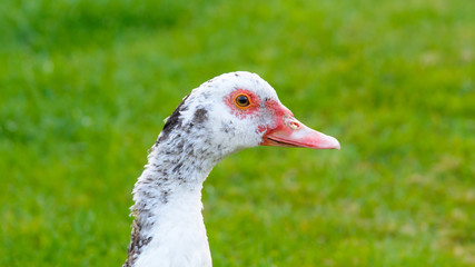 wild muscovy duck on grass
