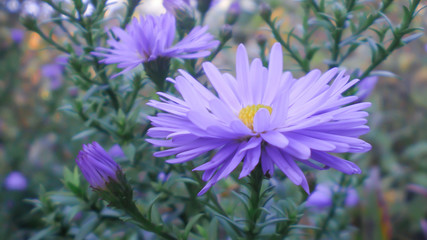flower of purple perennial new england aster