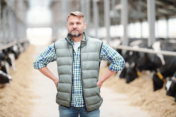 Serious mature male worker or head of contemporary dairy farm