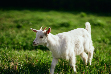 Naklejka na ściany i meble goat on a meadow
