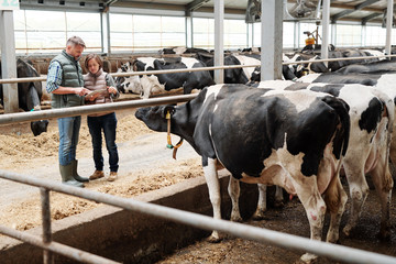Two workers of dairy farm scrolling through online offers of food for livestock