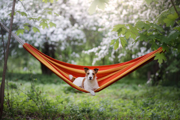 Obraz na płótnie Canvas dog in a hammock on the nature. Jack Russell Terrier.