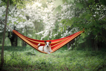 dog in a hammock on the nature. Jack Russell Terrier.
