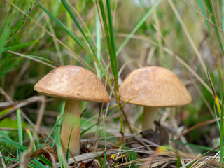 mushroom in the forest brown boletus on the background of moss and grass macro picking mushrooms