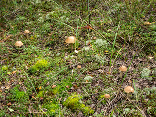 mushroom in the forest brown boletus on the background of moss and grass macro picking mushrooms