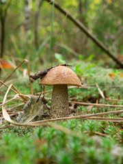 mushroom in the forest brown boletus on the background of moss and grass macro picking mushrooms