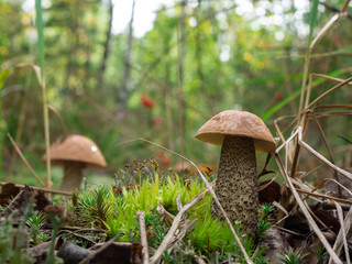 mushroom in the forest brown boletus on the background of moss and grass macro picking mushrooms