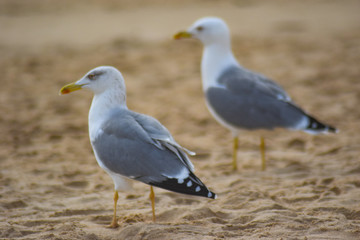 Seagulls on the beach